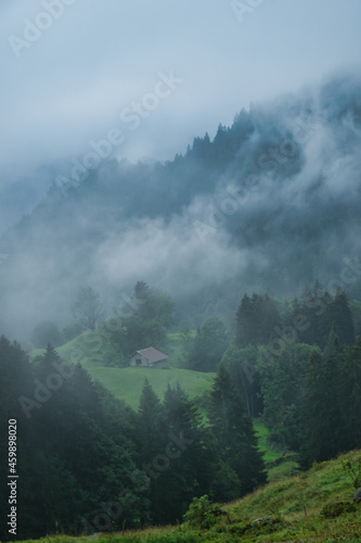 Fog in the fir forest in the mountains 