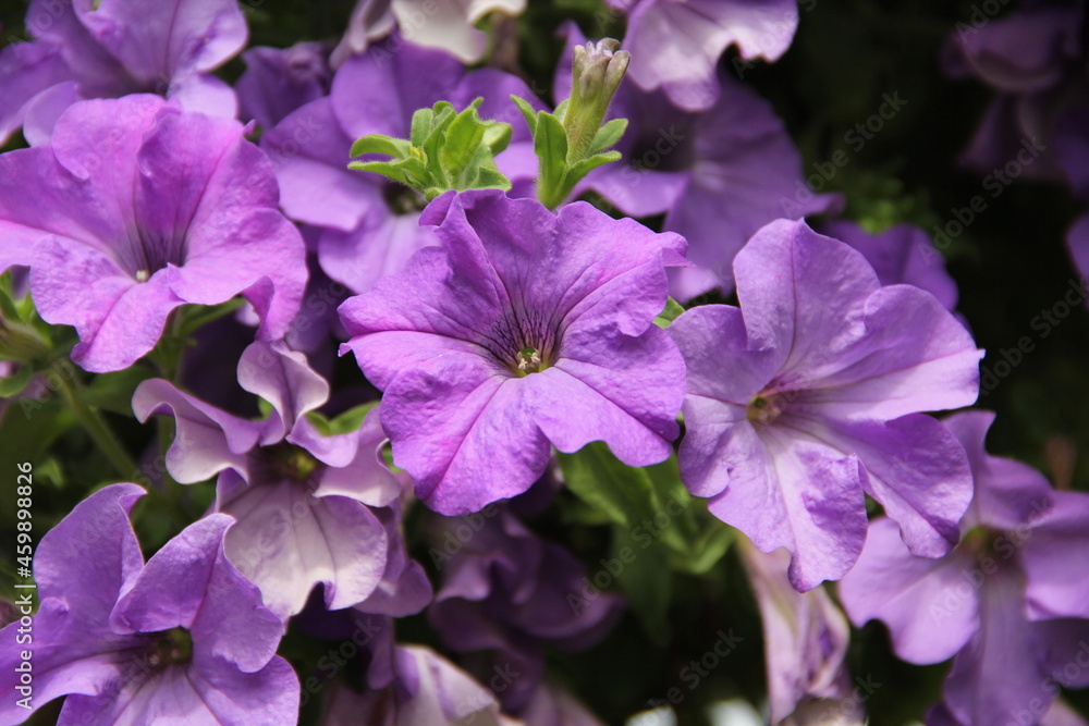 Purple petunia blossoms in the garden background in summer in Lithuania Purple petunia blossoms in the garden background in summer in Lithuania