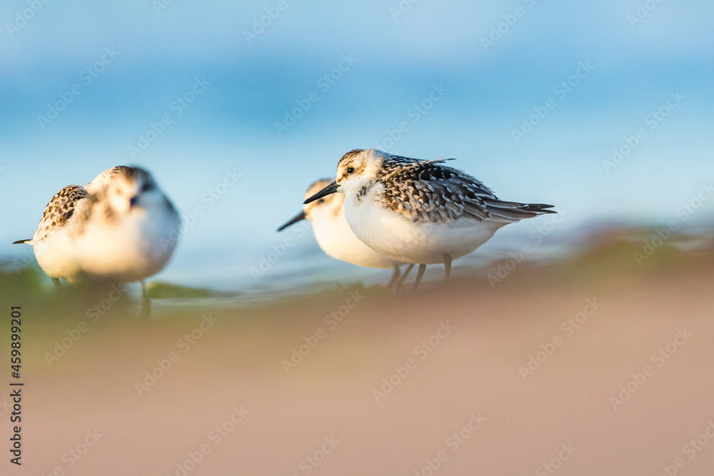 Sanderling, Calidris alba in environment, Devon, England, Europe Sanderling, Calidris alba in environment, Devon, England, Europe