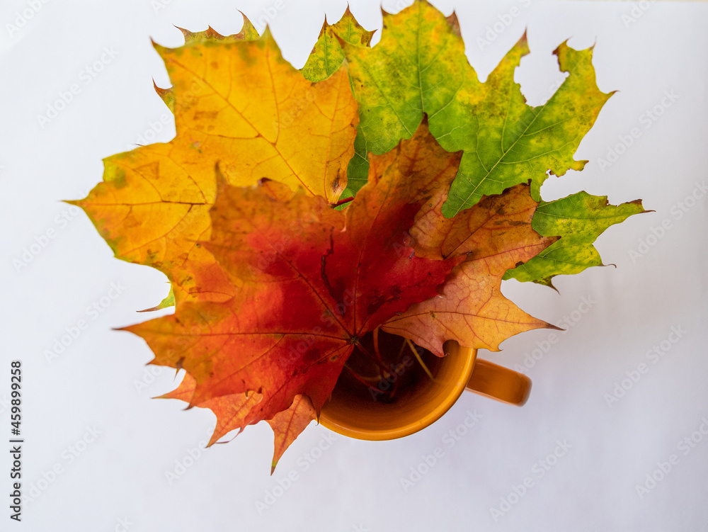 Autumn maple bouquet