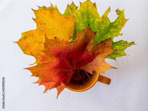 Obraz na płótnie Autumn maple bouquet w salonie