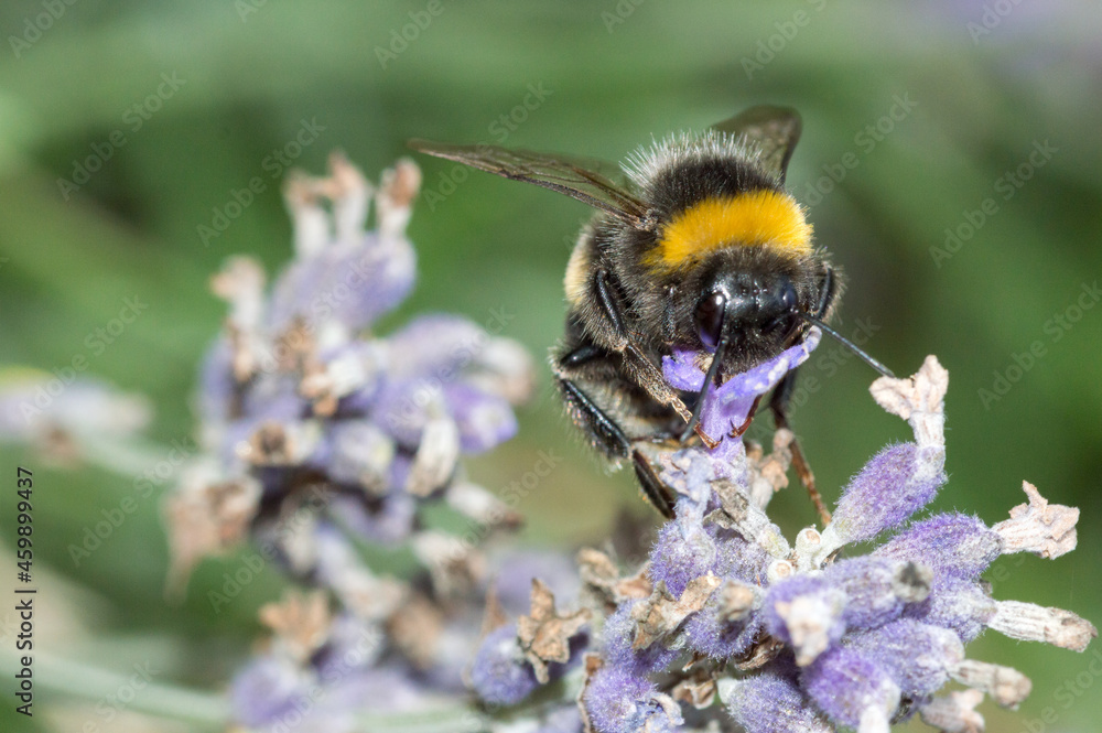 Bumblebee on purple lavender flowers in Poland. Bumblebee on purple lavender flowers in Poland.
