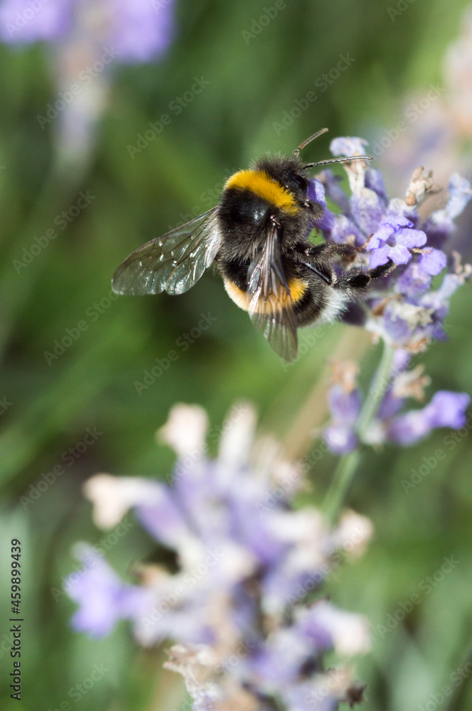 Bumblebee on purple lavender flowers. Bumblebee on purple lavender flowers.
