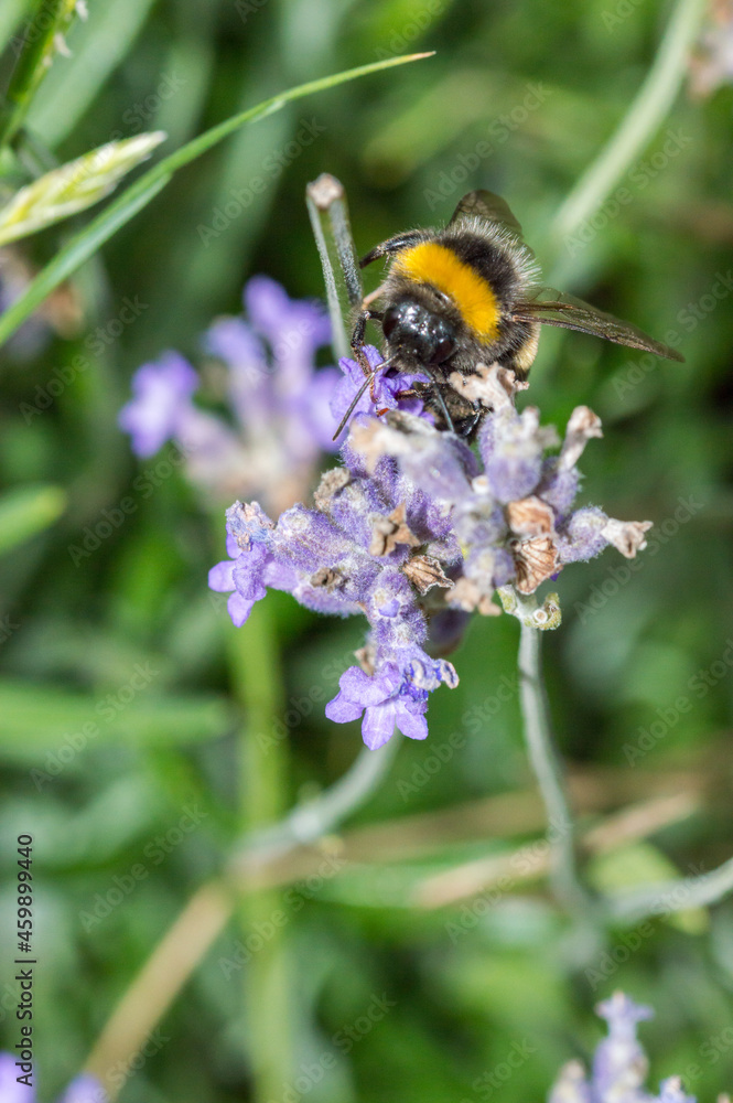 Bumblebee (or bumble bee, bumble-bee, or humble-bee) in Poland. Bumblebee (or bumble bee, bumble-bee, or humble-bee) in Poland.