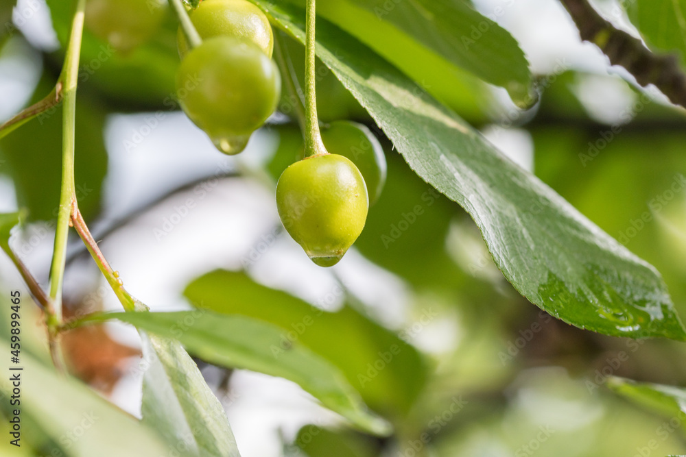 Unripe green cherry after rain. Green cherries. Unripe green cherry after rain. Green cherries.