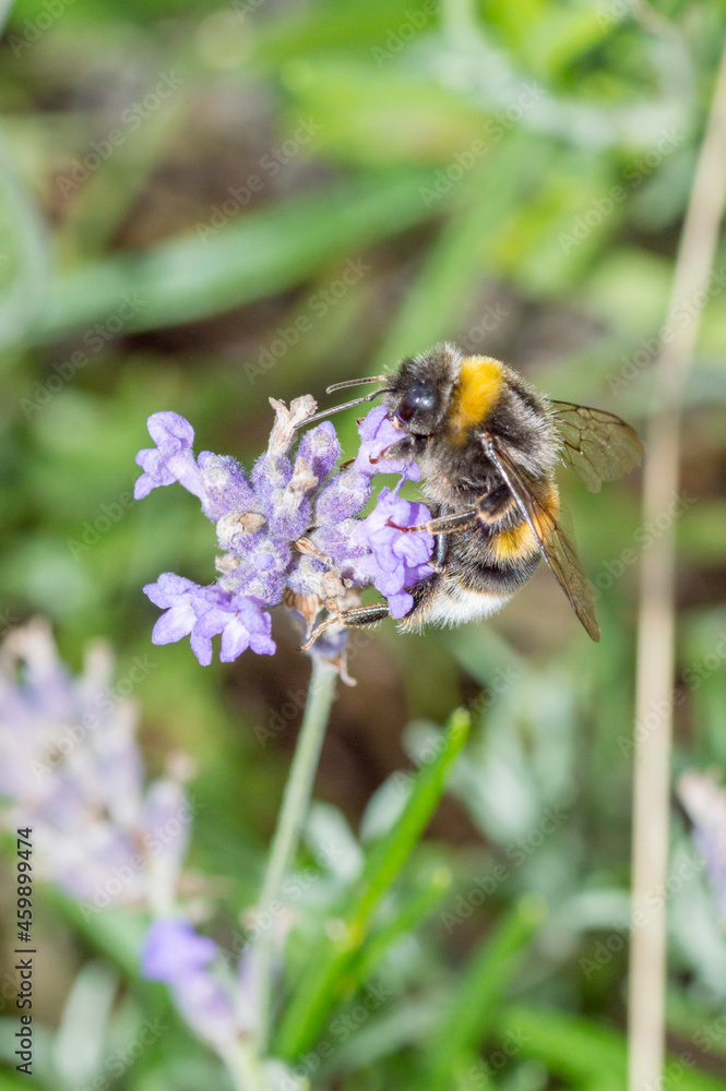 Bumblebee collect nectar from the lavender flower in Poland. Bumblebee collect nectar from the lavender flower in Poland.