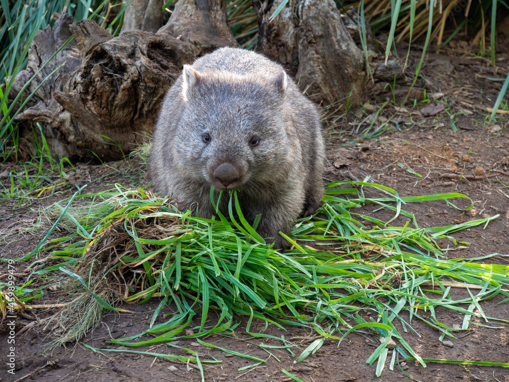 Naklejka premium 草を食べているウォンバット