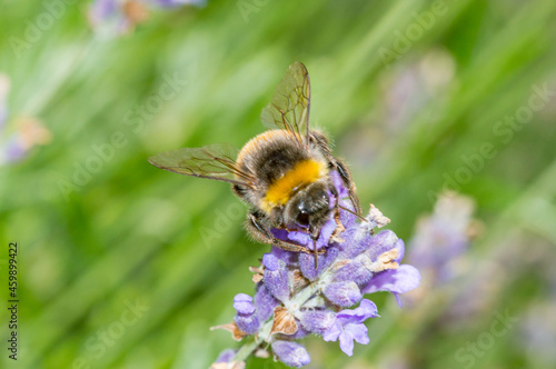 The large garden bumblebee (Bombus ruderatus) on the flower.