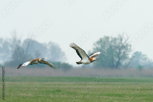 Low Angle View Of Great Bustards Flying Over Grassy Field Against Sky photo