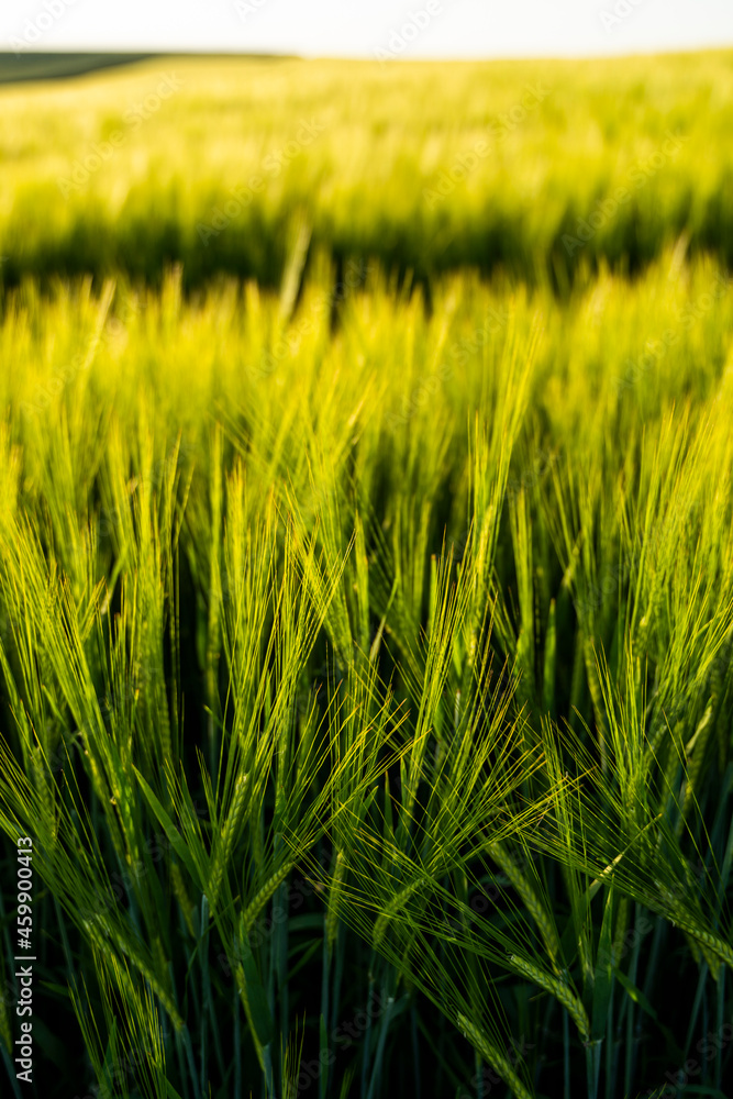 Young green barley growing in agricultural field in spring. Unripe cereals. The concept of agriculture, organic food. Barleys sprout growing in soil. Close up on sprouting barley in sunset.