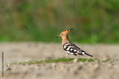 Eurasian Hoopoe (Upupa epops) perch on grass grown, is the most widespread species of the genus Upupa, native to Europe, Asia and the northern half of Africa.