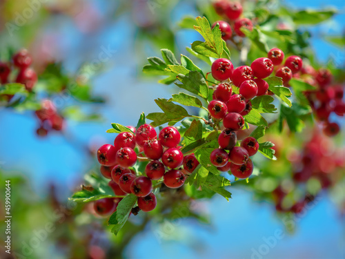 Fruit Of Hawthorn (Crataegus Laevigata) photo