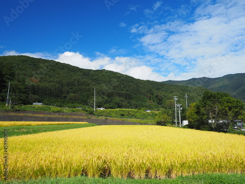 秋の農村と稲刈り前の稲穂