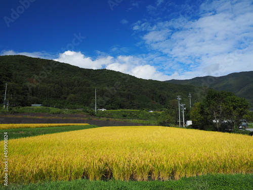 秋の農村と稲刈り前の稲穂