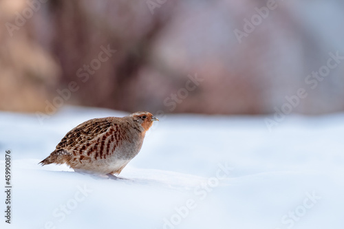 Very close up photo of a gray partridg (Perdix perdix) stands on the ground in backlight. Winter scene.