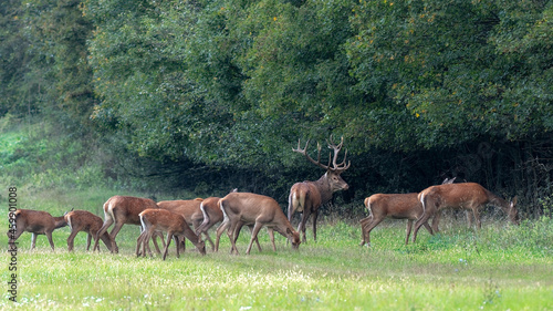 Herd of red deer (Cervus Elaphus) stags and does in Autumn Fall meadow