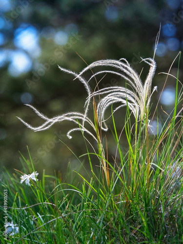 Stipa pennata, common name European feather grass