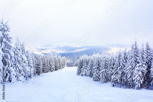 Piękna biała zima, drzewa otulone śniegiem. © Paulina