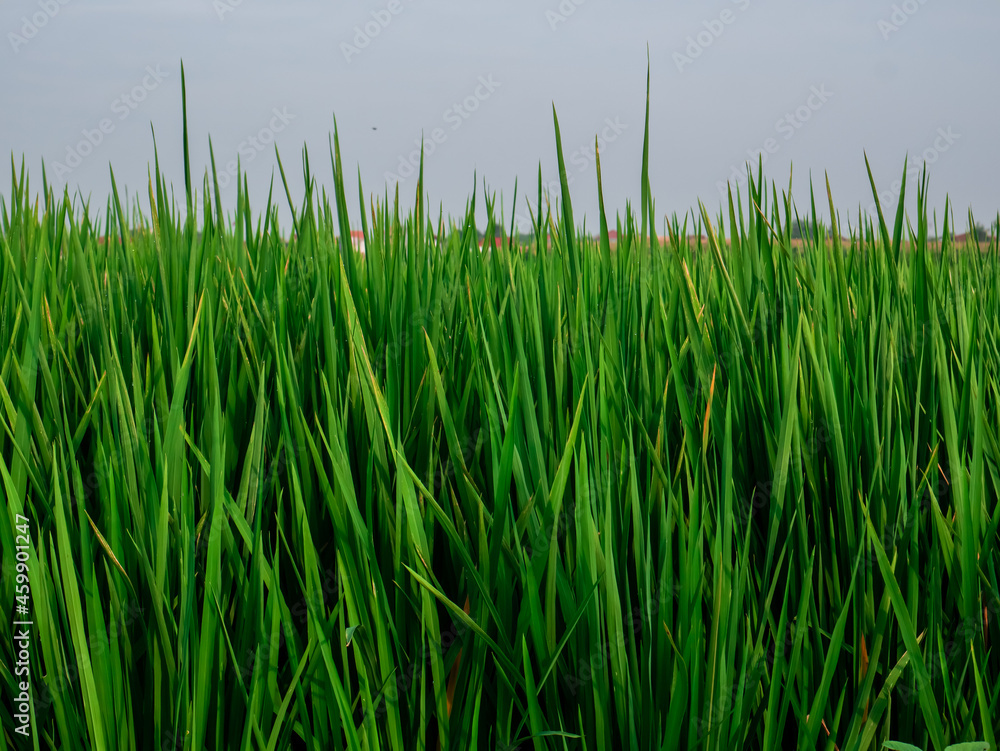 full frame green rice plants in the field
full frame green rice plants in the field