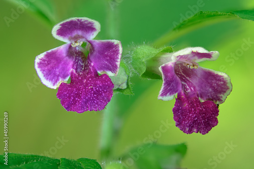 Macro photography of a wild flower (Melittis melissophyllum)