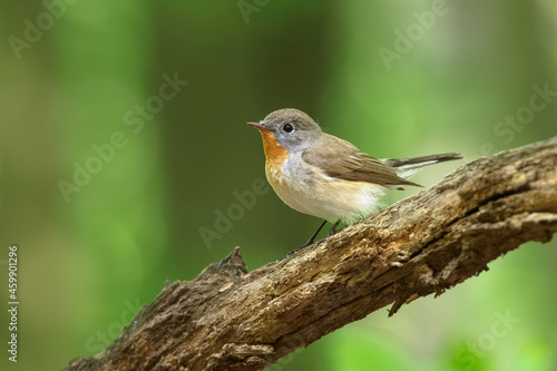 Red-breasted Flycatcher (Ficedula parva) sitting and singigng on the branch in the green forest