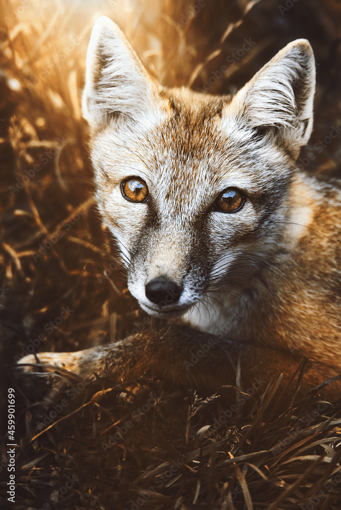 Fototapeta premium Corsac Fox (Vulpes corsac)in the sunset