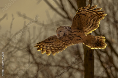 Ural Owl flying near a forest. (Strix uralensis)