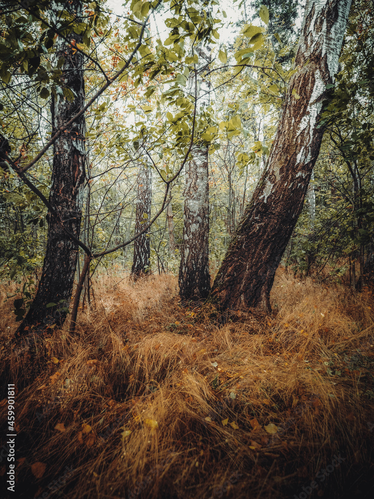 Fototapeta premium Dense grass in the trees