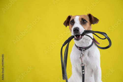 The dog is holding a leash on a yellow background. Jack Russell Terrier calls the owner for a walk.