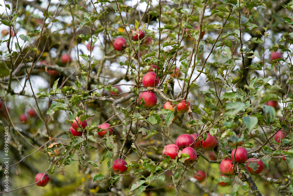 Close-up of apples on tree at autumn morning. Photo taken September 22nd, 2021, Zurich, Switzerland.