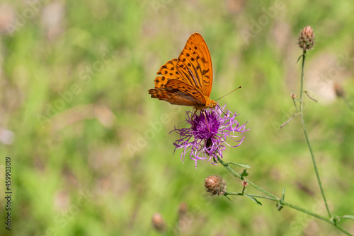 Orange butterfly from European meadows and grasslands on a Purple thorny thistle flower