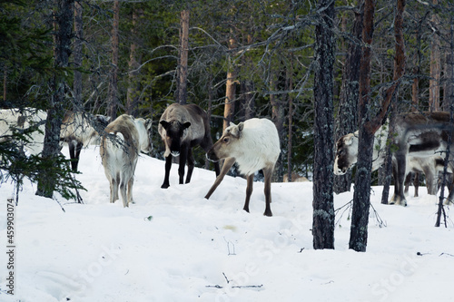 Reindeer digging for lichens in the snow. Robertsfors, Sweden.