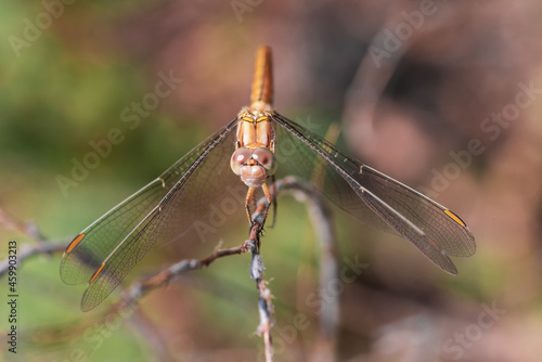 Summer background - dragonfly sitting on a tree branch