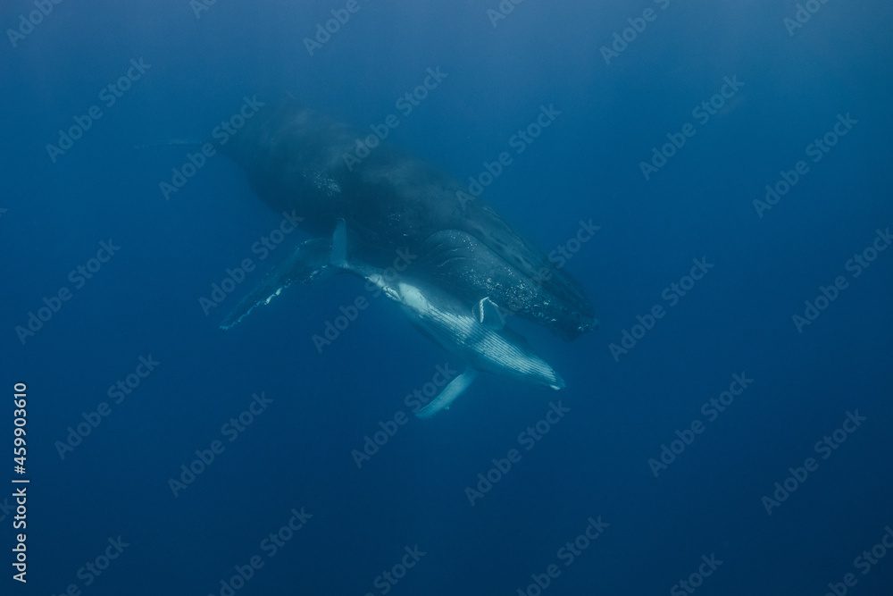 Fototapeta premium Baleine et baleineau