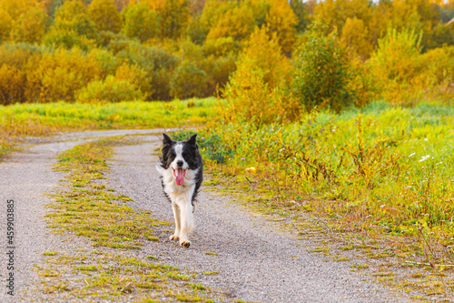 Outdoor portrait of cute smiling puppy border collie running in autumn park outdoor. Little dog with funny face on walking in sunny autumn fall day. Hello Autumn cold weather concept.