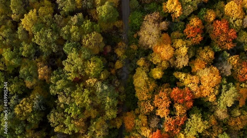 Picturesque autumn forest from the air and from a bird's eye view drone. Change of colors. Seasons. Trees of different colors. Shooting nature in autumn from the air. Summer turns into autumn.