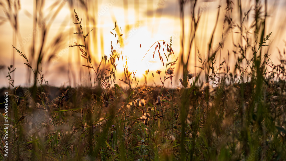 sunset in the grass in rural landscape
