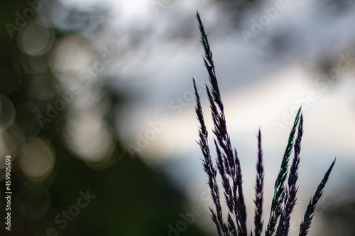 grass silhouette in the morning sky with bokeh background