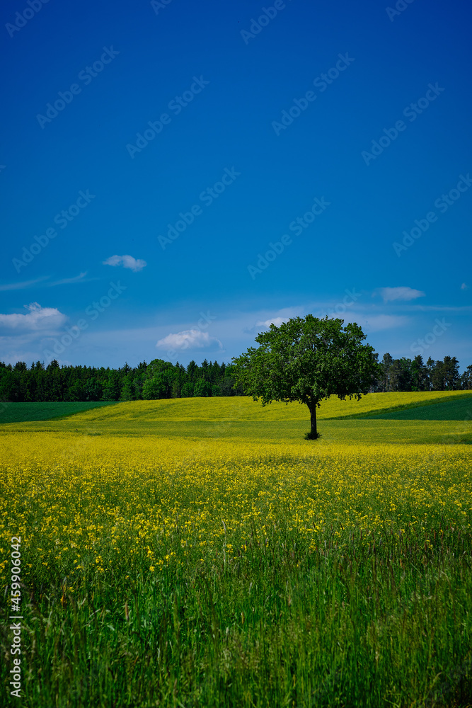 Fototapeta premium Baum in gelbem Feld 