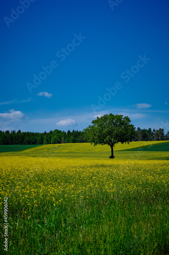 Baum in gelbem Feld 