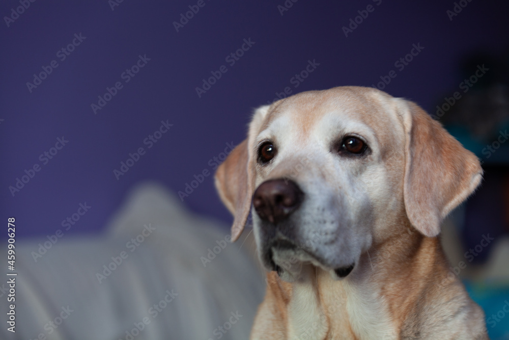 portrait labrador retriever fawn on a lilac background portrait labrador retriever fawn on a lilac background
