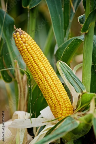 ripe corn, dries up in the field before harvest