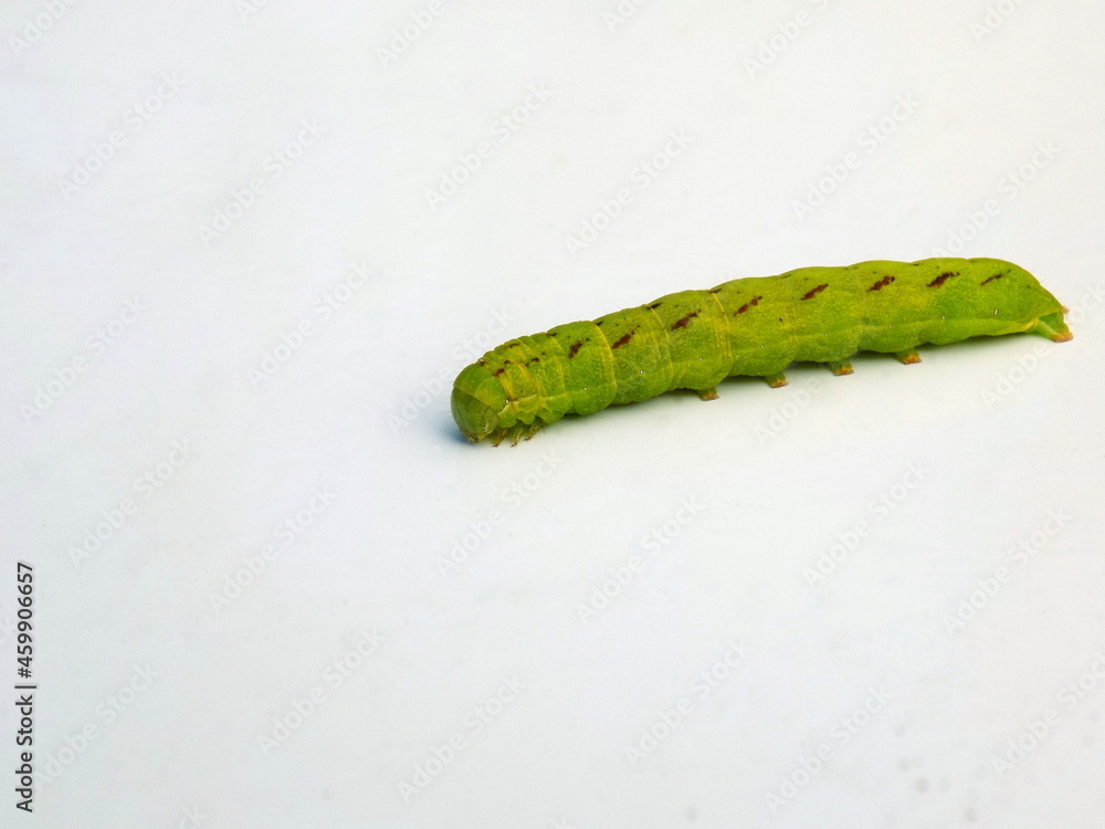 Fototapeta premium Green caterpillar on a light background.