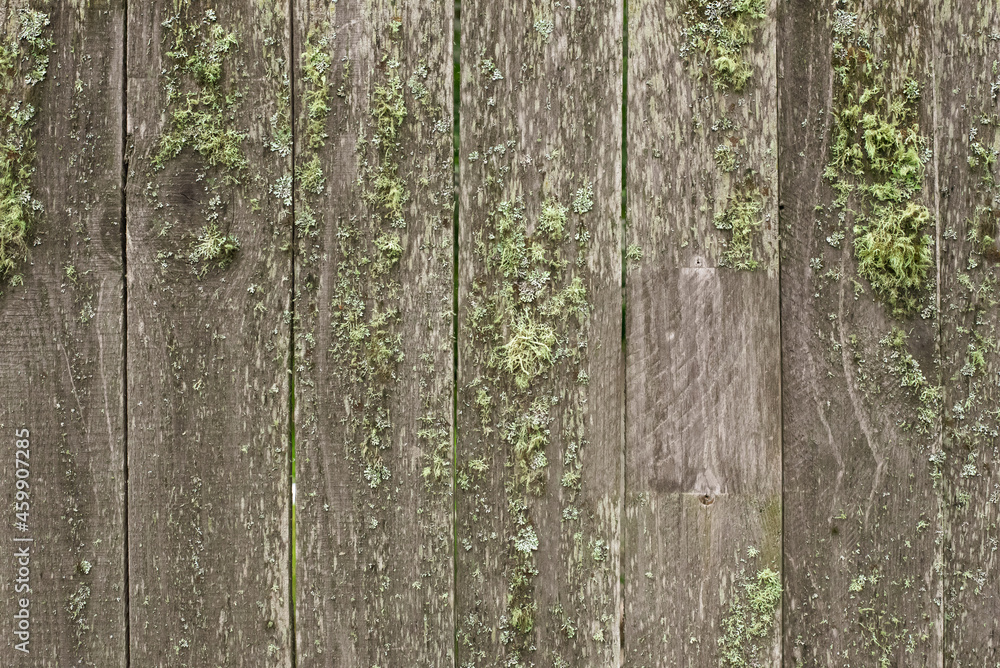 Obraz premium Wooden fence overgrown with green moss