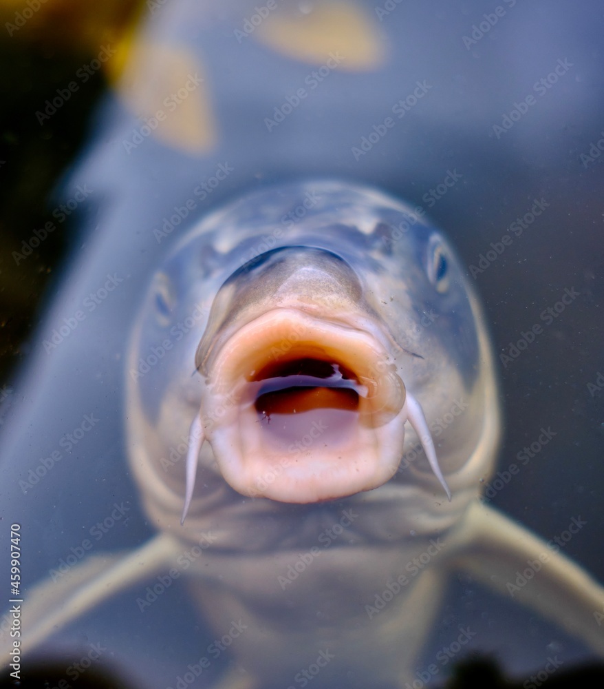 Koi Karpfen Maul фотография Stock | Adobe Stock