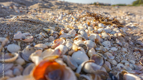 shell on the beach