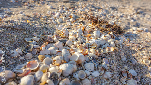 shells on the beach