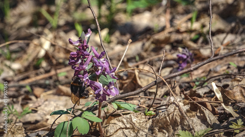 bumblebee on a flower