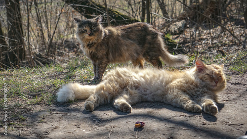 two cats in sunny day outside