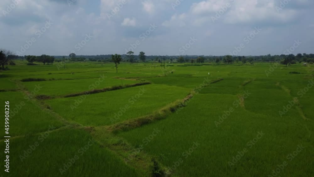Aerial view of Rice fields. Intensive farming. Aerial view of Rice fields. Intensive farming.
